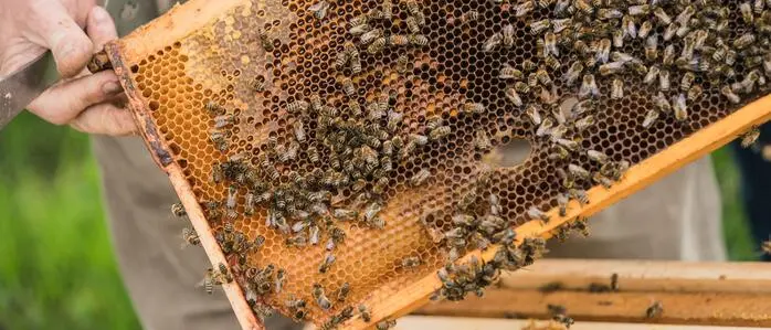 Bienen in einer Bienenwabe