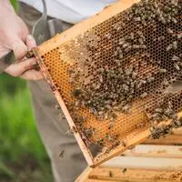 Die Bienensaison im Bezirk war außergewöhnlich gut