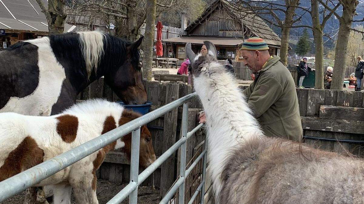 Wolfgang Gollenz bei der Fütterung seiner Pferde. Auch das Lama hat Hunger bekommen...