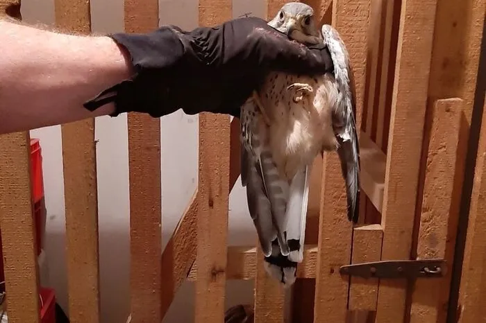 Falke in einem Kellerabteil in Judendorf