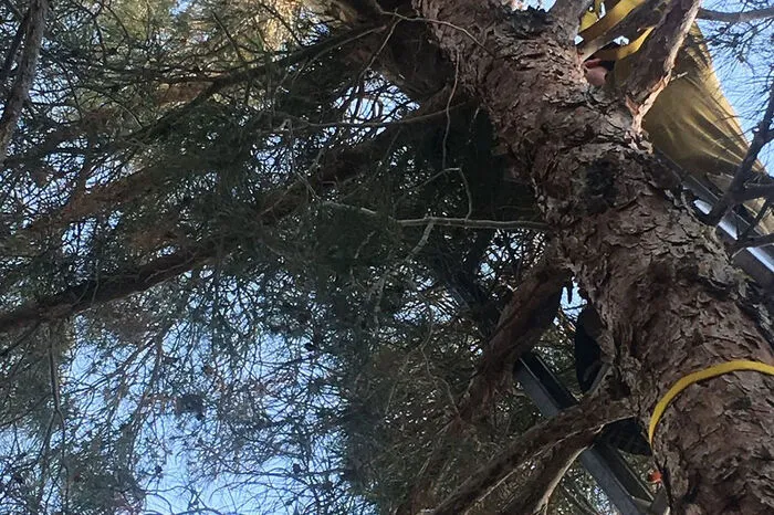 In der Wüstenstadt Hesperia, rund 120 Kilometer nordöstlich von Los Angeles, wurden die Einsatzkräfte gerufen, um den Puma aus einem Baum zu befreien. Die Großkatze wurde zunächst betäubt, dann mit Hilfe einer Schlinge auf die Erde gebracht und schließlich sicher in die freie Wildbahn ausgesetzt, hieß es weiter.