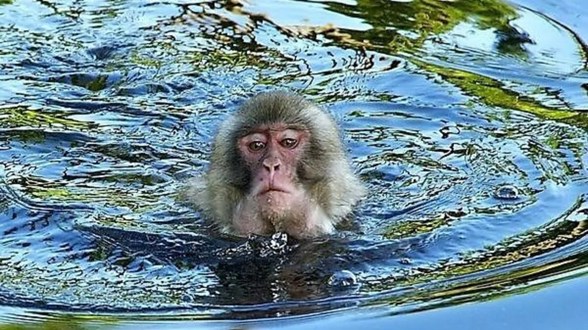 Am Affenberg können sich die Japanmakaken so richtig austoben