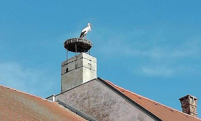 Erster Storch in Rust gelandet