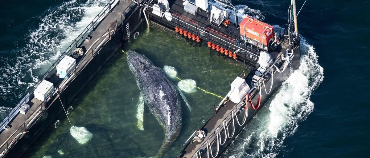 Der Wal wird in einem gefluteten Lastschiff in Richtung Nordsee transportiert