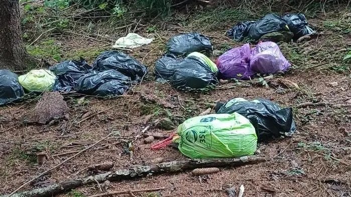 Mehrere Müllsäcke liegen auf dem Waldboden