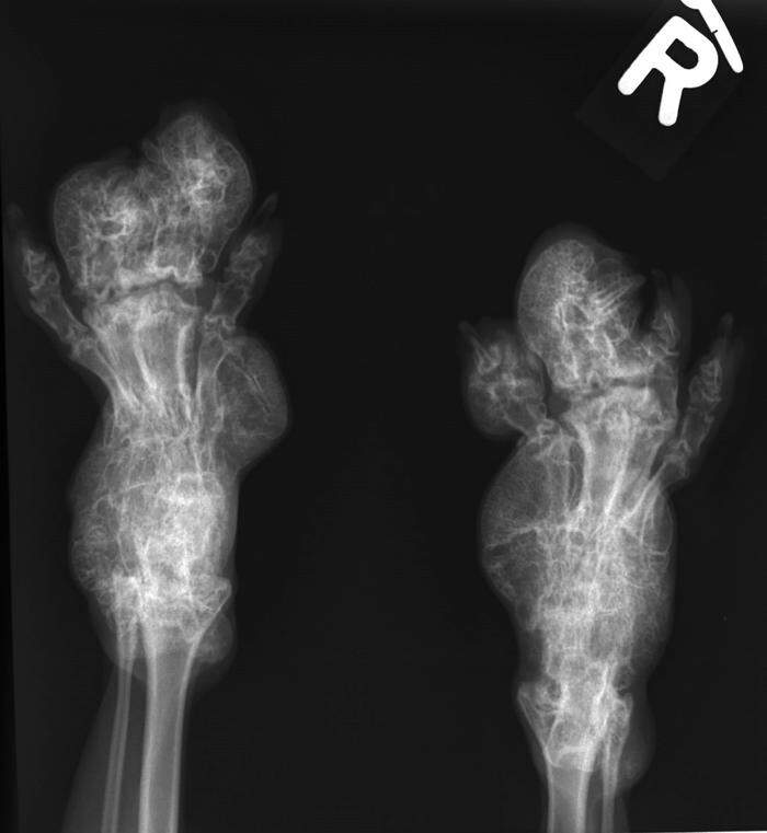 Röntgen einer deformierten Faltohrkatze, die eingeschläfert werden musste