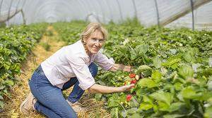 Johanna Weber beim Pflücken der Erdbeeren
