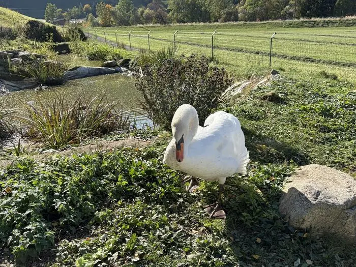 „Burli“ stolziert auf dem Gelände des für ihn angelegten Teiches in Eppenstein