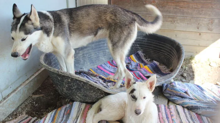 Klicken Sie sich durch die Fotos vom Husky-Rudel, das derzeit im Tierheim Franziskus in Rosental an der Kainach (Bezirk Voitsberg) untergebracht ist.