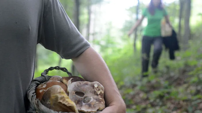 Schwammerlsucher haben sich im Wald verirrt
