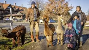 Am Gut Hallegg kann man mit den flauschigen Vierbeinern auf Erkundungstour gehen