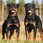 Als „Revierschutz“ interpretieren Experten die Attacke der Rottweiler 