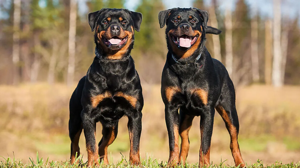 Als „Revierschutz“ interpretieren Experten die Attacke der Rottweiler 