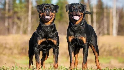 Als „Revierschutz“ interpretieren Experten die Attacke der Rottweiler 