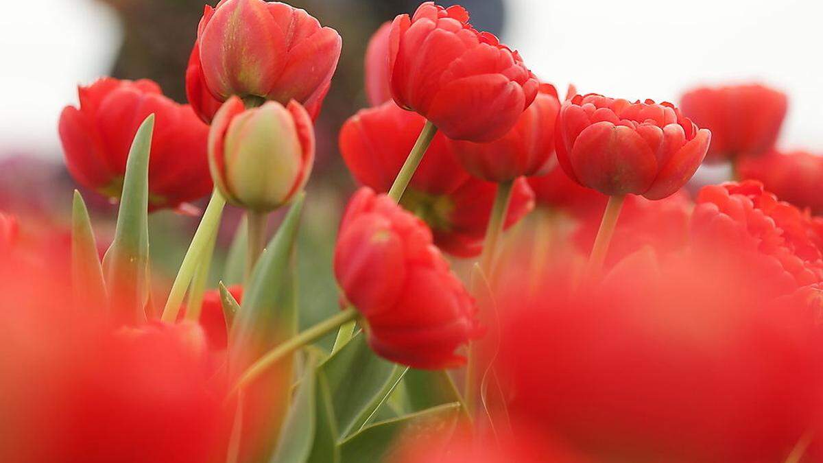 Frühlingsblumen erblühen allerorts