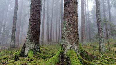 Herbstlicher Wald