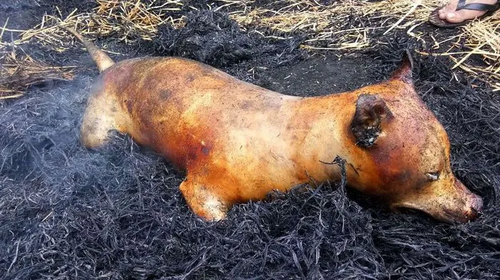 In der Stadt Yulin wird seit Donnerstag das jährliche Hundefleisch-Festival gefeiert. Weil das Fleisch als Delikatesse gilt, landen nach Angaben von Tierschützern tausende Hunde auf den Schlachtbänken und dann im Topf oder auf dem Grill.
