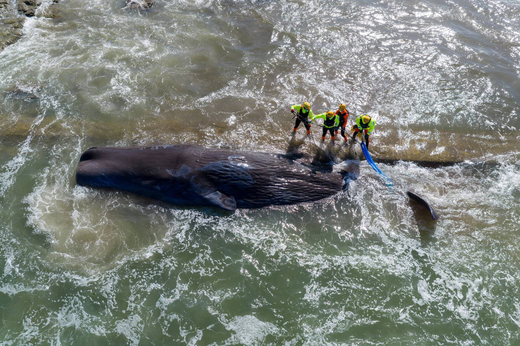 Pro & Contra: Soll man Buckewal Timmy das Ableben aktiv ermöglichen?
