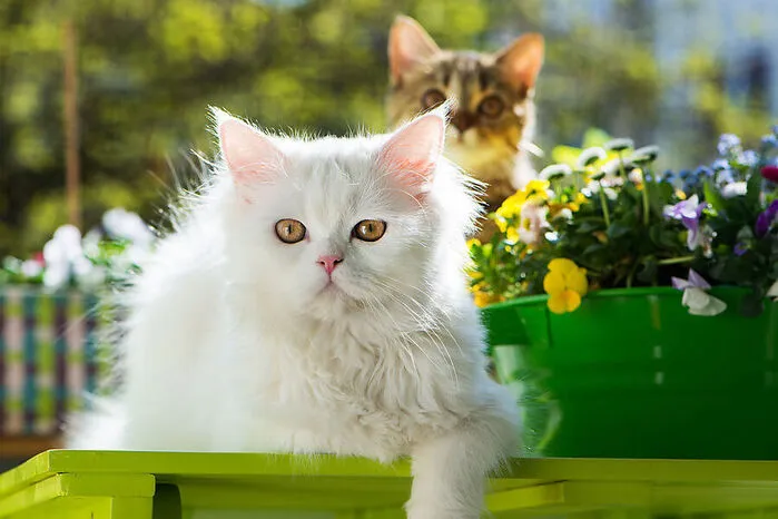 Es gibt nichts Weicheres, nichts, was sich feiner, zarter und wertvoller anfühlt als das Fell einer Katze. Guy de Maupassant, französischer Schriftsteller und Journalist