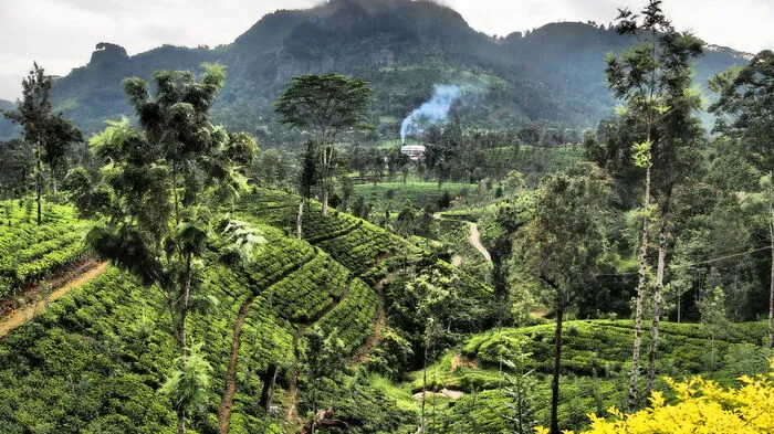 Sri Lanka ist unter anderm bekannt für seine Teeplantagen im Hochland rund um Nuwara Eliya.