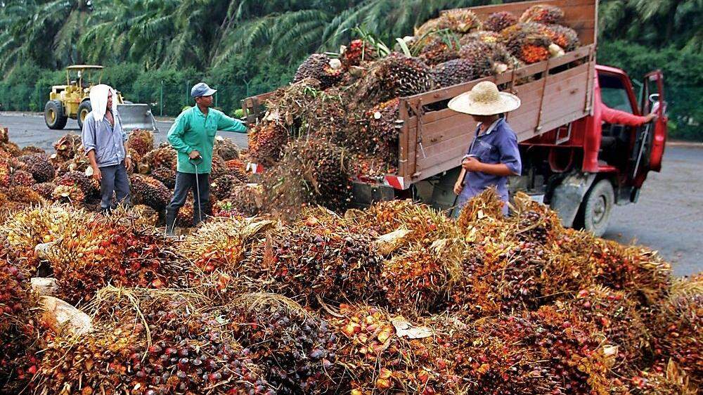 Palmöl-Monokulturen - ökologisch gesehen ein Irrsinn