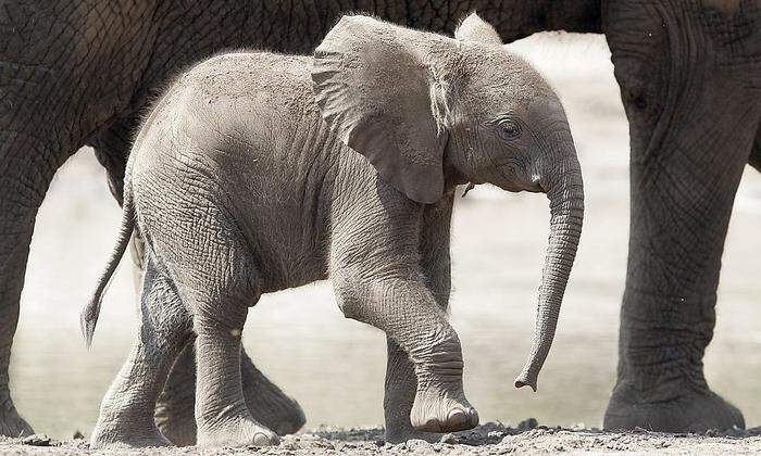 Von der Politik ins Spiel gebracht: Der Babyelefant als Abstandsnorm. In Schönbrunn nachgefragt: Eigentlich misst man bei Elefanten die Höhe, nicht die Länge. Es bleibt also abstrakt. 