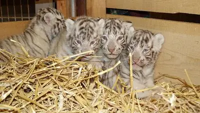 Toto, Falco, Mia und Mautzi sind wohl auf