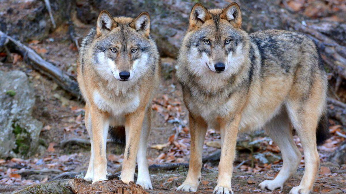 Ein Wolf steckt hinter dem Angriff auf die Schafherde in der Weststeiermark