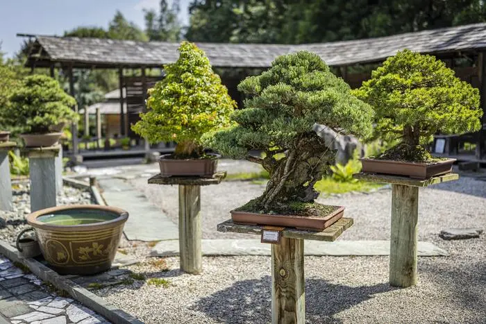 pine tree bonsai Pine Tree pre Bonsai Material Plant with Nursery Pot  GreenParadiseLive