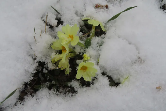 Frühlings-Wintergrüße schickt auch Leserreporterin Doris Gigler aus Großhart und ein Bild ...