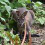Ein Känguru ist in Murau entlaufen (Sujetbild)