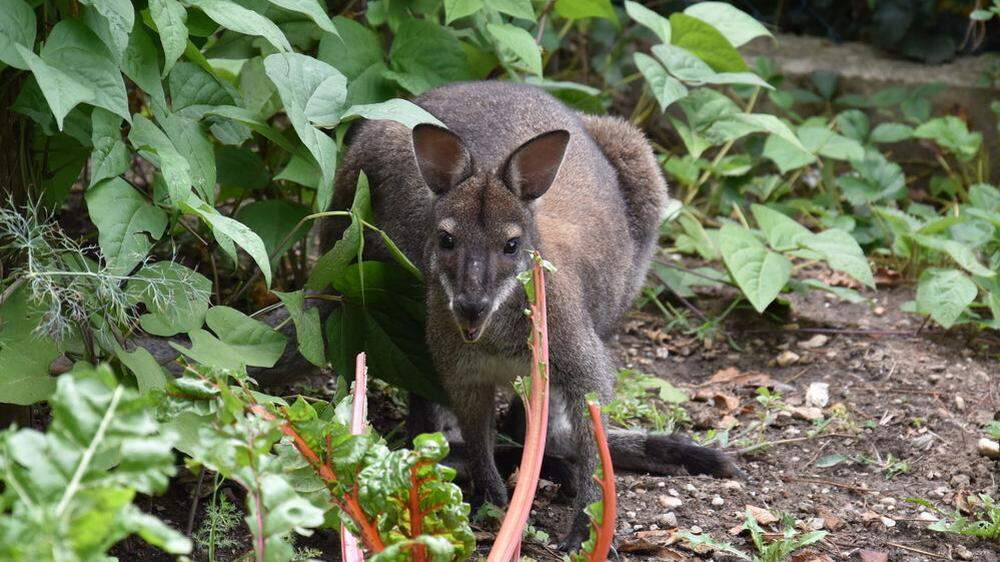 Ein Känguru ist in Murau entlaufen (Sujetbild)