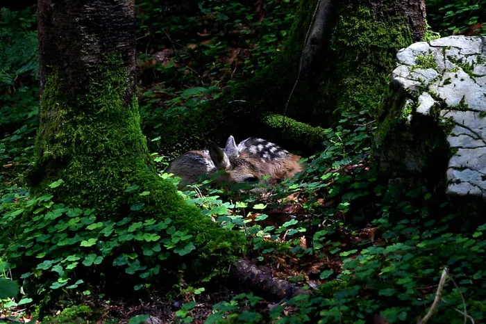 Eine wichtige Rolle spielen in der TV-Dokumentation natürlich auch die Wildtiere.