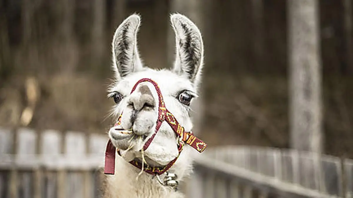 Lama- und Alpaka-Dünger eignet sich bestens für Gemüsgärten, Hochbeete, Rabatten und Blumenbeete