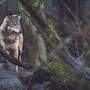Wölfe, die besonders viele Nutztiere reißen, oder sich ungewöhnlich nahe an Siedlungsgebieten aufhalten, sollen künftig in Kärnten schneller vergrämt oder bejagt  werden dürfen (Symbolfoto)