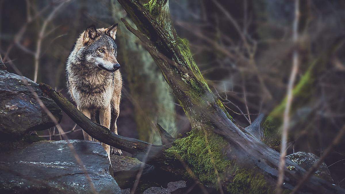 Wölfe, die besonders viele Nutztiere reißen, oder sich ungewöhnlich nahe an Siedlungsgebieten aufhalten, sollen künftig in Kärnten schneller vergrämt oder bejagt  werden dürfen (Symbolfoto)