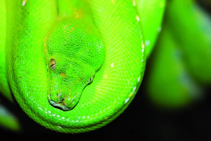 Exotische Tiere warten auf neugierige Entdecker in den Kärntner Reptilienzoos Nockalm und Happ