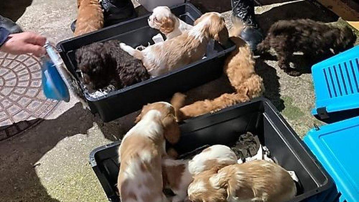 Die zehn Hunde wurden am Bahnhof Bruck gerettet