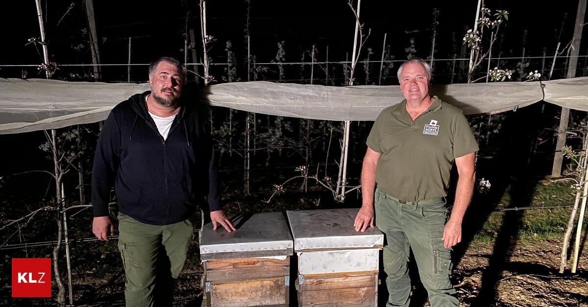 best-ubungsservice-warum-in-kl-ch-mitten-in-der-nacht-bienen-landen