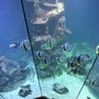 Fische im Becken im Haus des Meeres in Wien