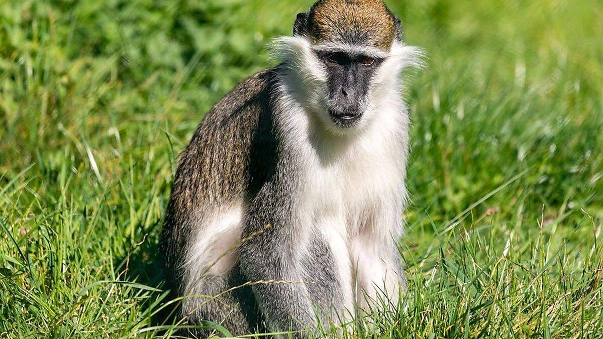 Grüne Meerkatze in der Tierwelt Herberstein