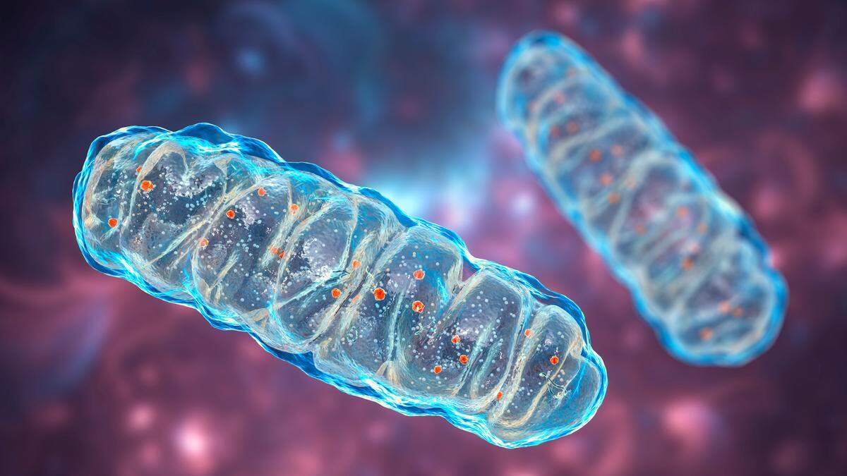 In den Mitochondrien wird Fett in ein bestimmtes Molekül, ATP (Adenosintriphosphat), umgewandelt. Dieses liefert den Zellen Energie.