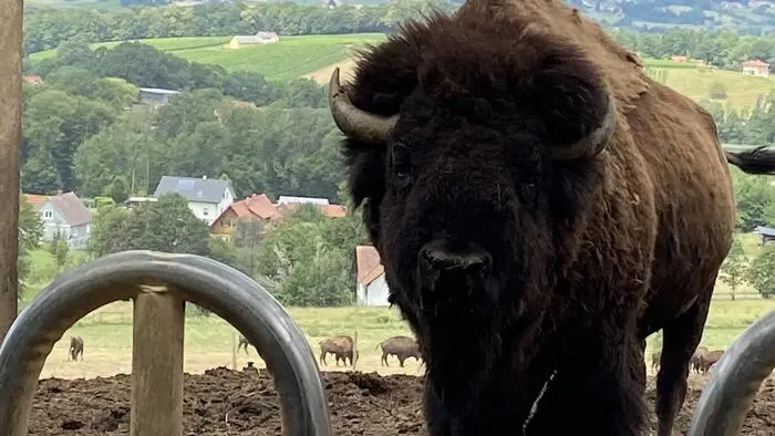 Vor allem die jungen Bisonbullen, die immer wieder bei Rangkämpfen Tiere aus der Herde verletzen und töten, sind ein Problem. Daher erstellte die Behörde den Reduktionsbescheid