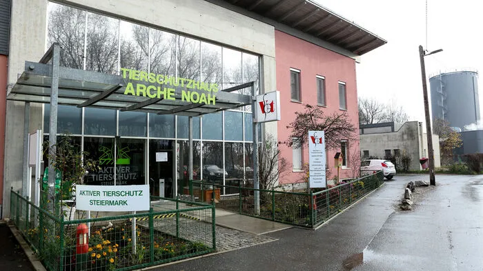 Mehr als 300 Katzen und rund 140 Hunde werden im Schnitt im Grazer Tierheim Arche Noah betreut.