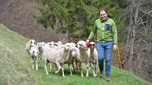 Josef Brunner hofft auf einen weiteren friedlichen Sommer auf der Alm für seine Kärntner Brillenschafe 