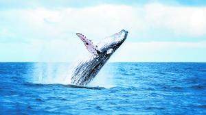 Wunderschön und riesengroß: Gleich mehrere Wale tauchten an der kroatischen Küste auf