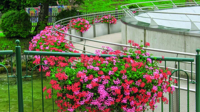 Fünf Floras für Bad Aussee