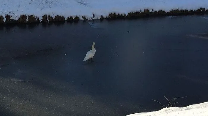 Schwan-Einsatz am Lendkanal
