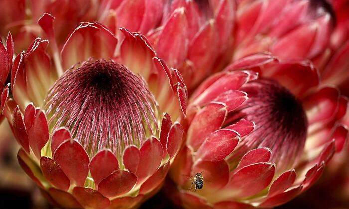Die Protea oder Kaprose ist die Nationalblume