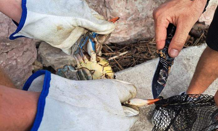 Die Blaukrabben ruinieren Fischernetze und fressen sich auch in Muschelzuchtbetrieben satt